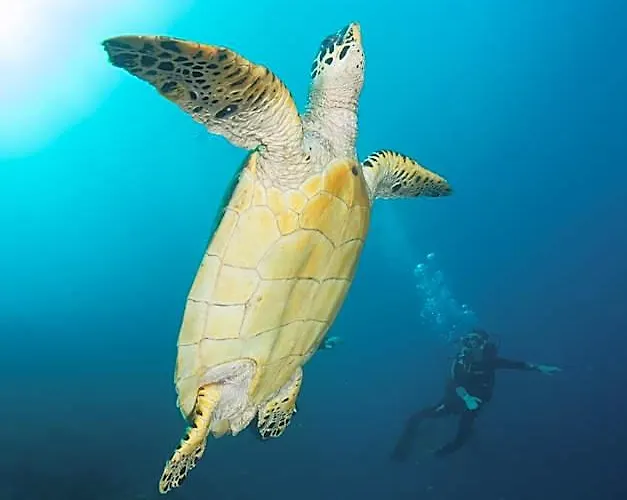 Bali Dive リゾート *
