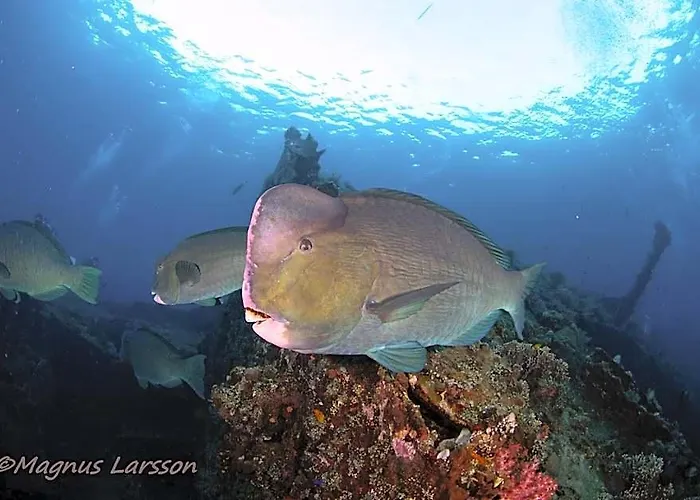 Bali Dive * アメッド