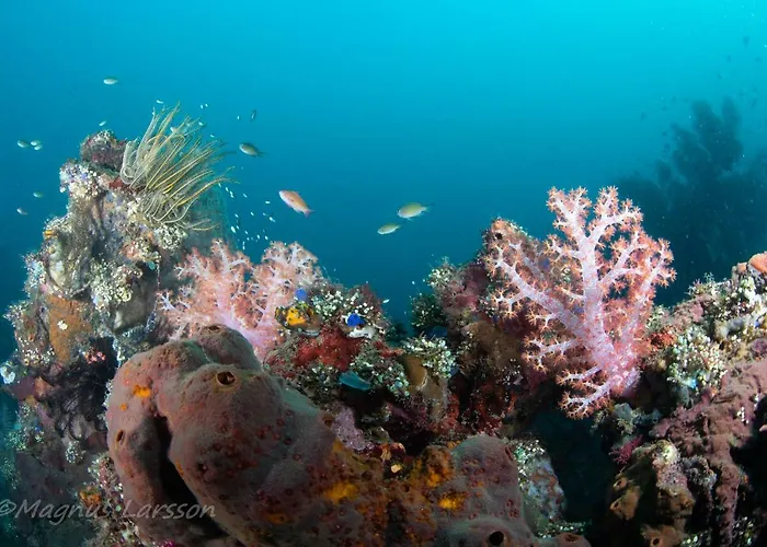 リゾート Bali Dive *