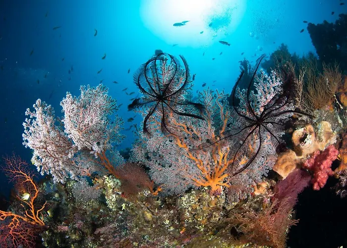Bali Dive * アメッド